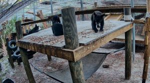 Four Florida black bear cubs sit atop a platform in a rehabilitation center at a zoo.