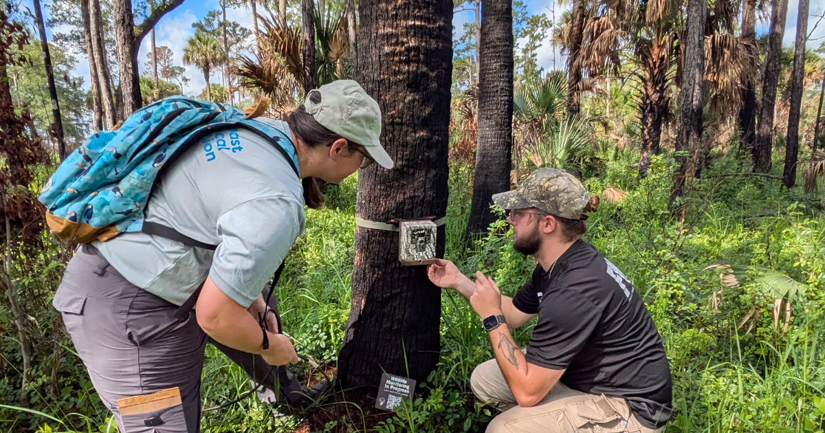 A trail-camera image used in the Florida Wildlife Watch citizen-science project