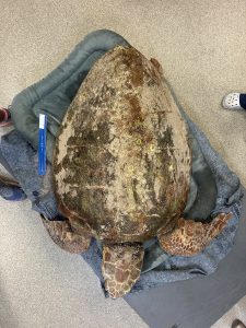 Liberty loggerhead
