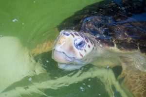 Sophia the loggerhead in a pool