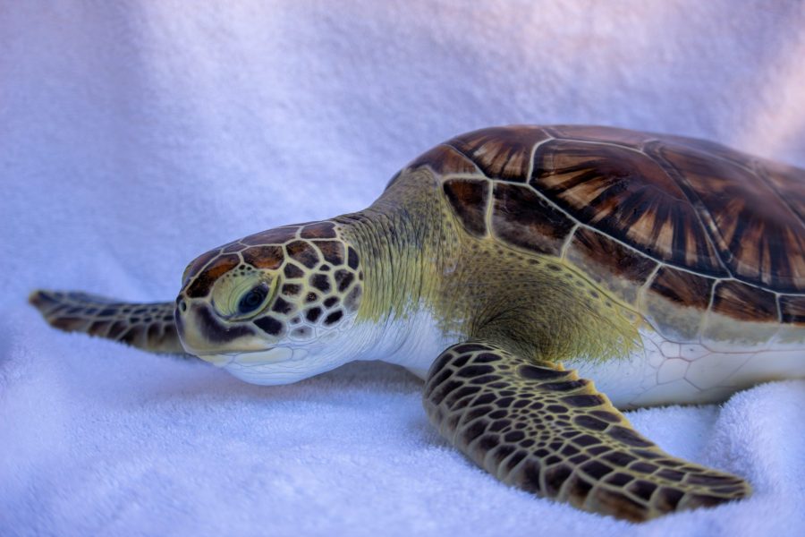 A sea turtle 