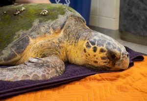 A loggerhead sea turtle