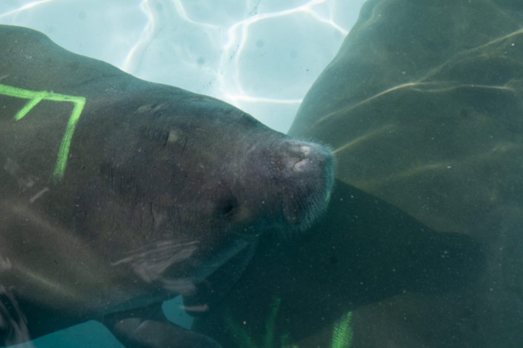 A manatee in the pool