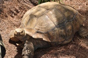 African Spurred Tortoise