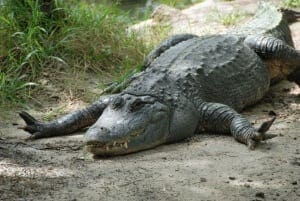 American Alligator8