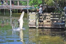 Alligator Feeding