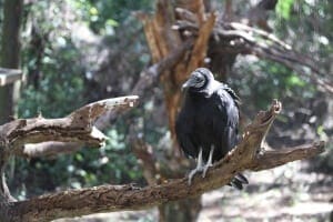 Black Vulture2
