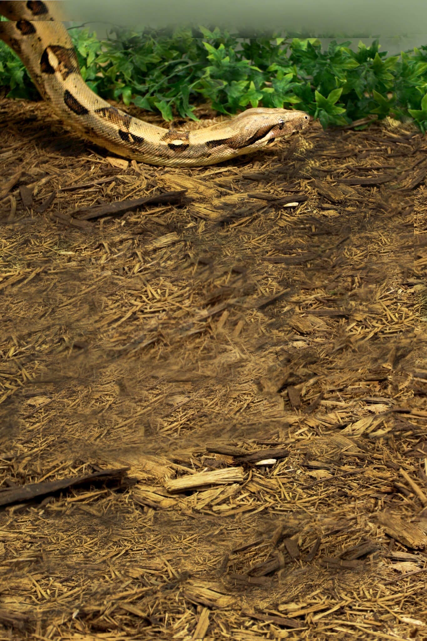 common boa constrictor habitat