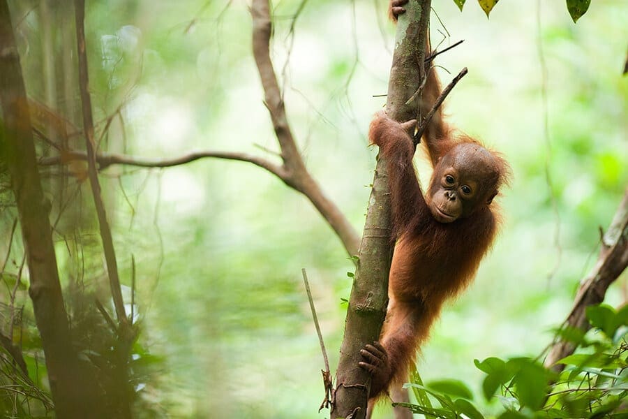 Young Bornean orangutan