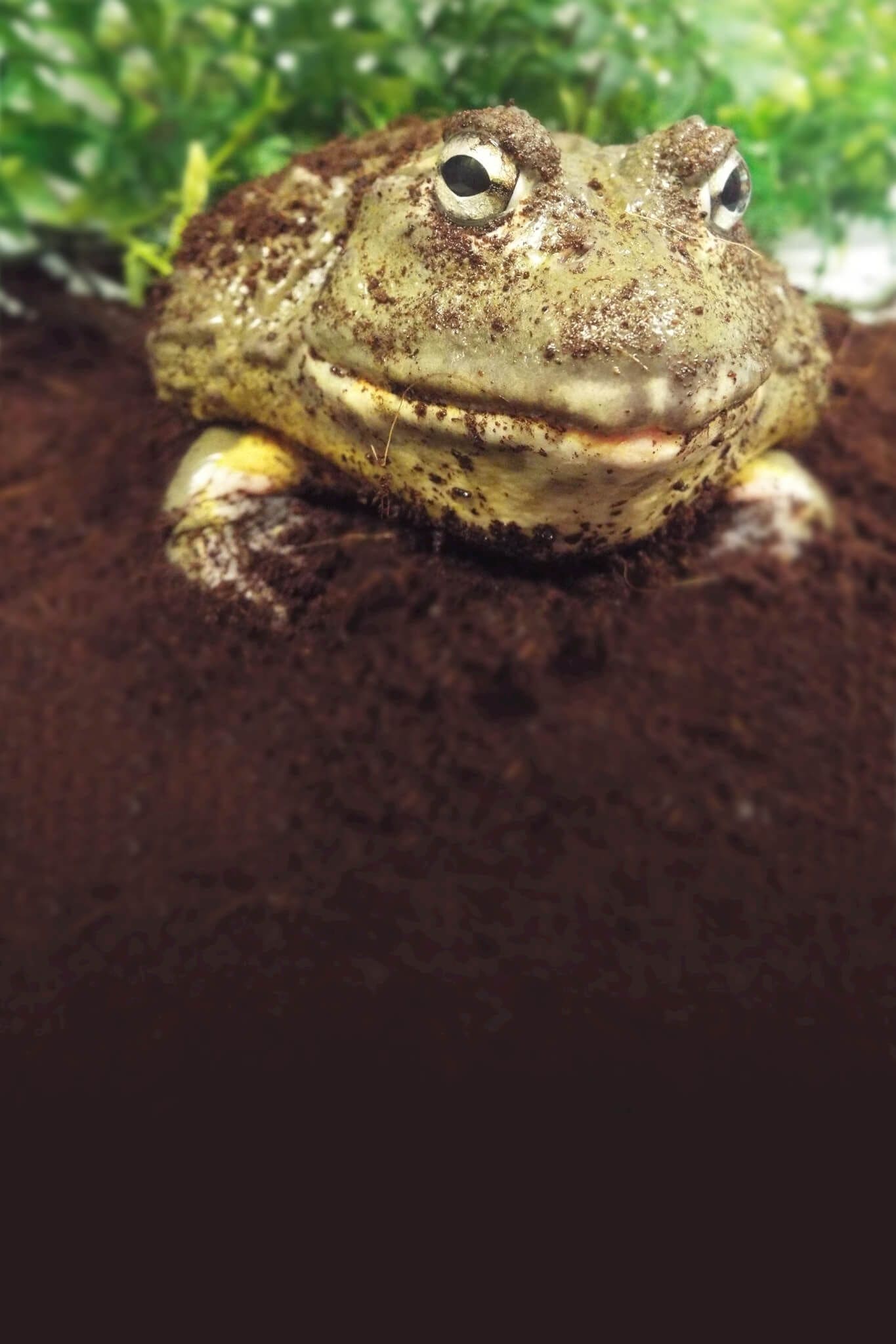 African Bullfrog - Pyxicephalus adspersus