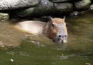 Capybara5