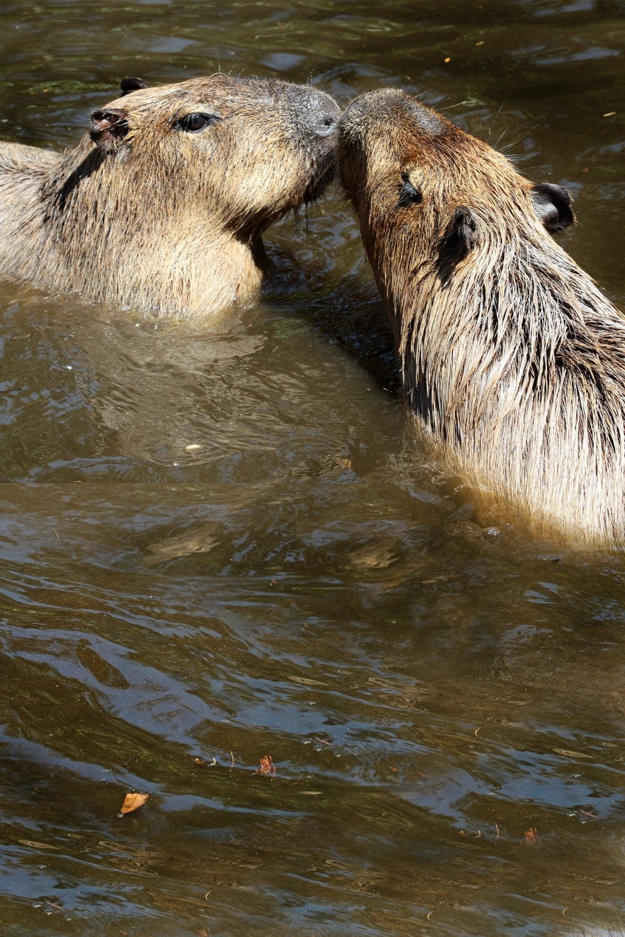 Capybara