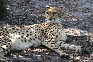Cheetah4