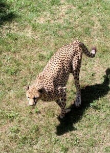 Cheetah5