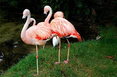 Chilean Flamingo7