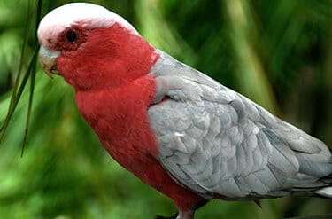 Cockatoo_facts