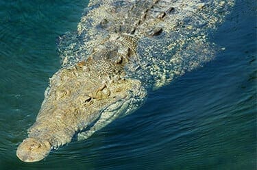 Crocodile_facts
