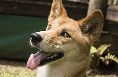 Dingo, Diet, Habitat, & Facts