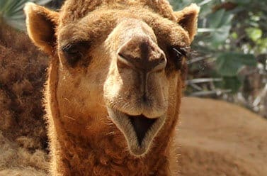 Dromedary Camel6