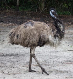 Emu8