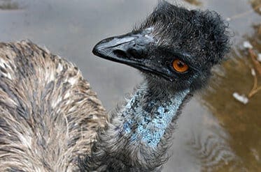Emu9