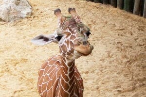 Giraffe-Baby