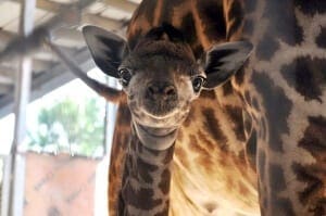 Giraffe-Baby smiling