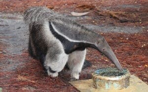 Giant Anteater3
