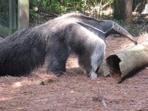 Giant Anteater4