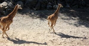 Giraffe-running