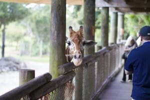 Giraffe-feeding