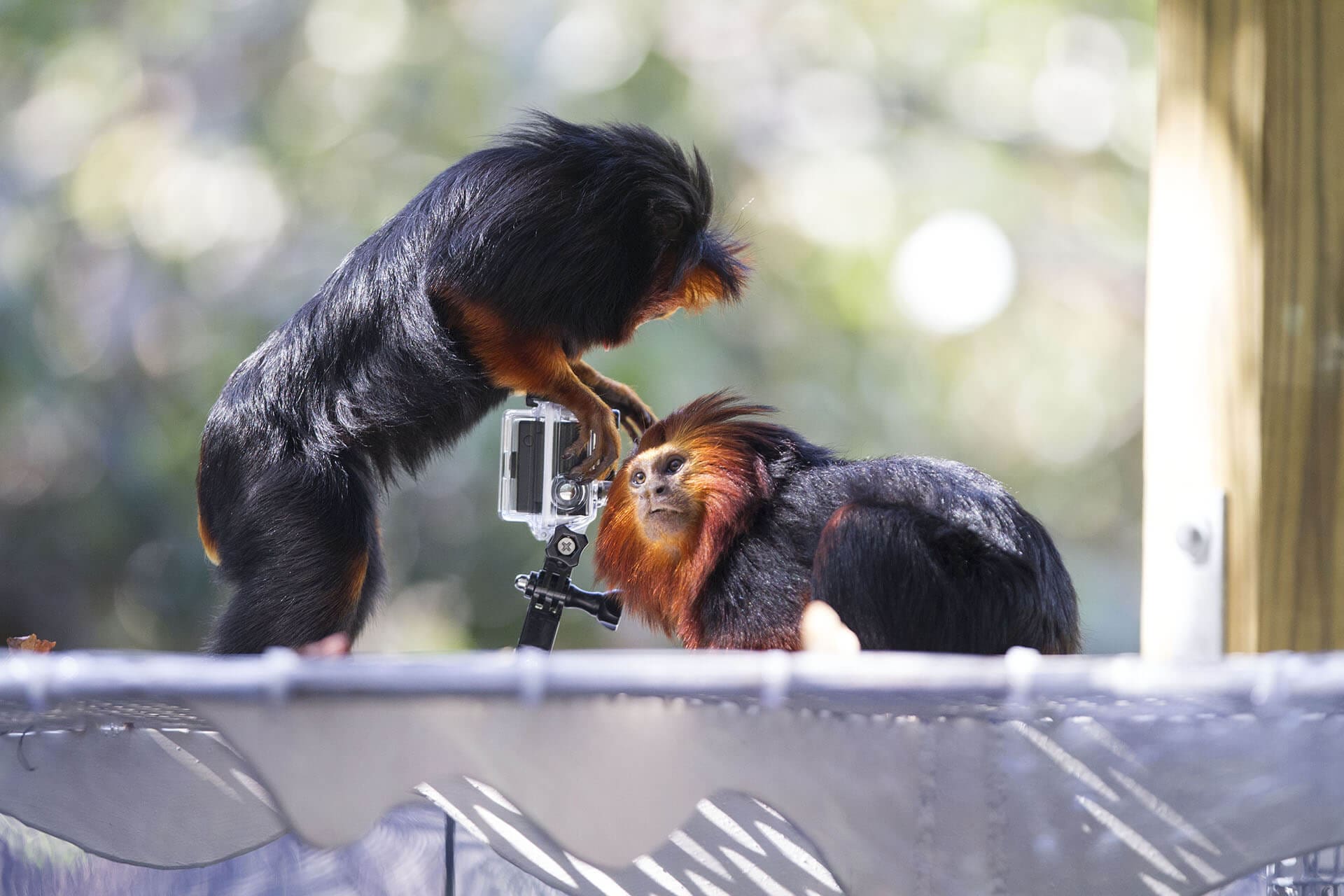 RWP ZOO WELCOMES A NEW GOLDEN LION TAMARIN BABY