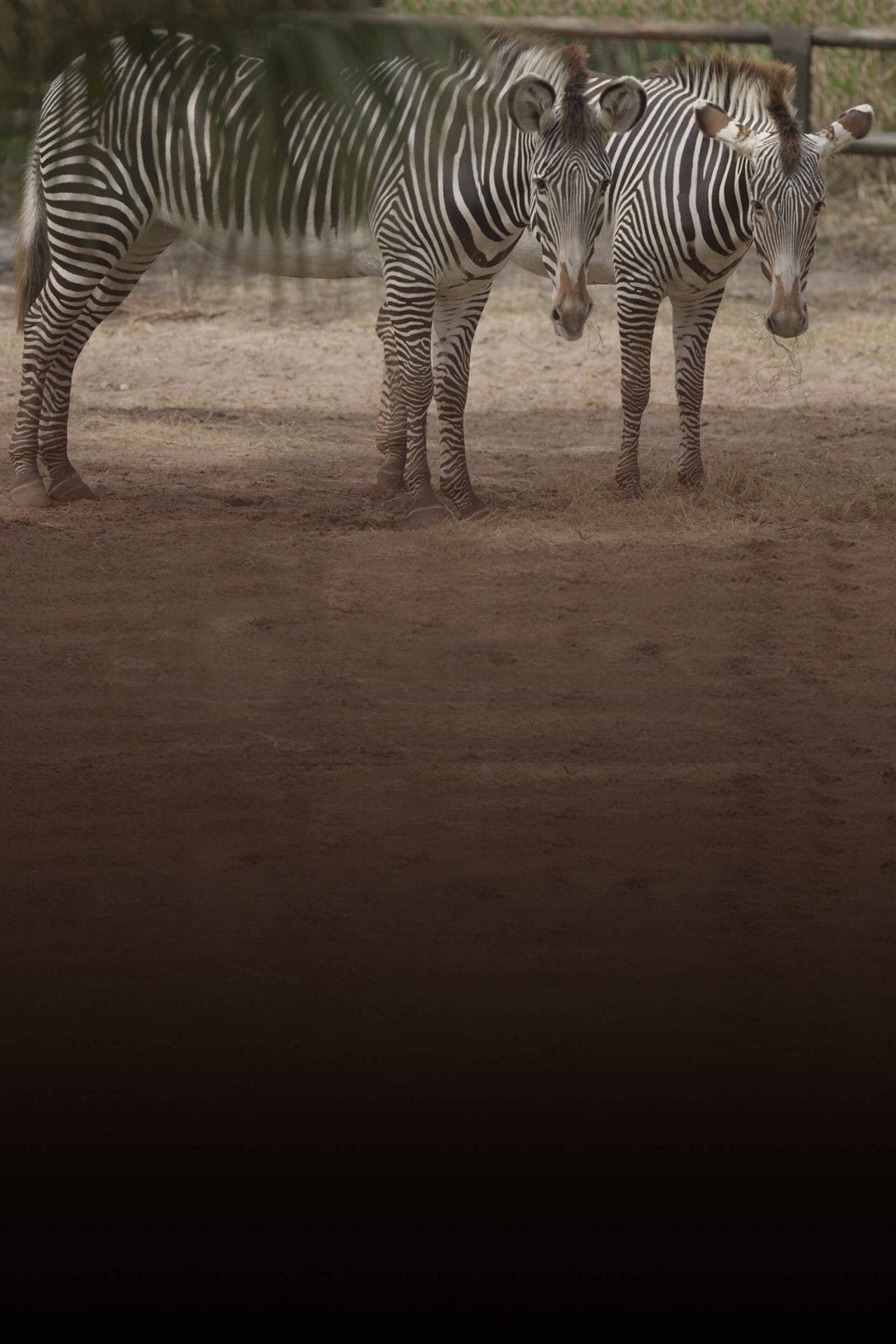 Download Grevy S Zebra