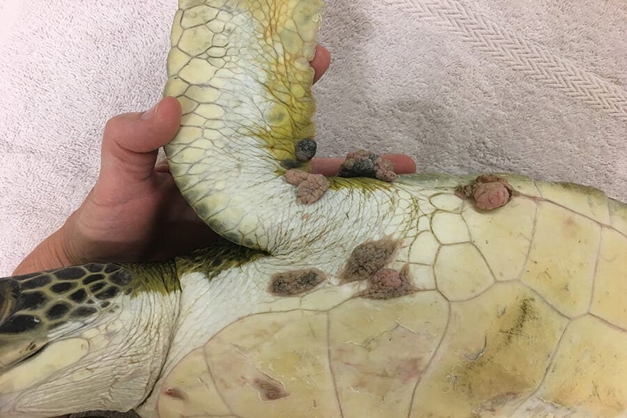 Tumors on a green sea turtle