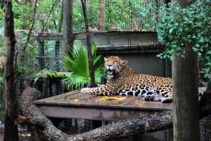 Jaguar on platform