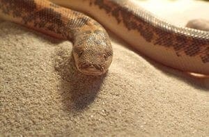 Kenyan Sand Boa