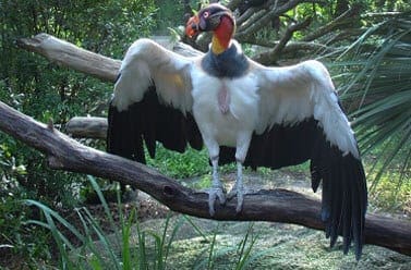 King Vulture11