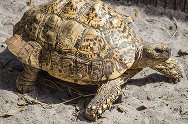 Leopard Tortoise