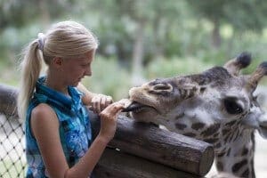 Guest feeding giraffe