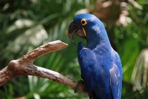 Hyacinth macaw2