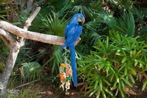 Hyacinth macaw3