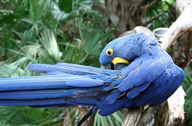 Hyacinth macaw10