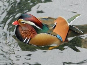 Mandarin Duck5