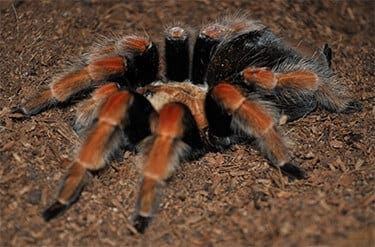 Mexican Fireleg Tarantula2