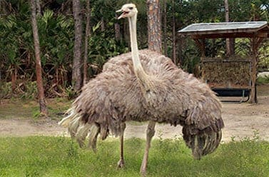 Ostrich11