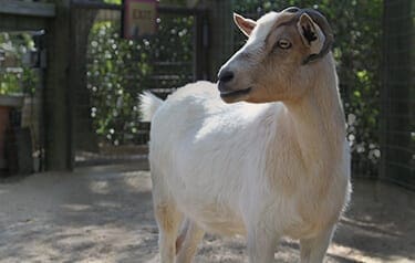Pygmy Goat2