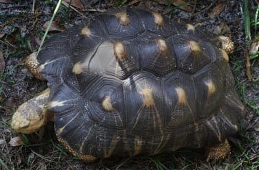 Radiated Tortoise8