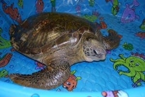Sea turtle in pool