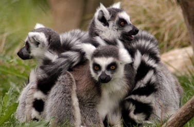 Ring-tailed Lemur2