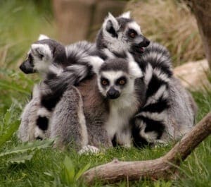 Ring-tailed Lemur5